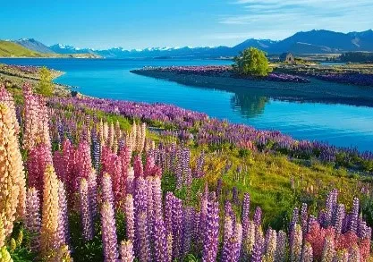 Lupin flower