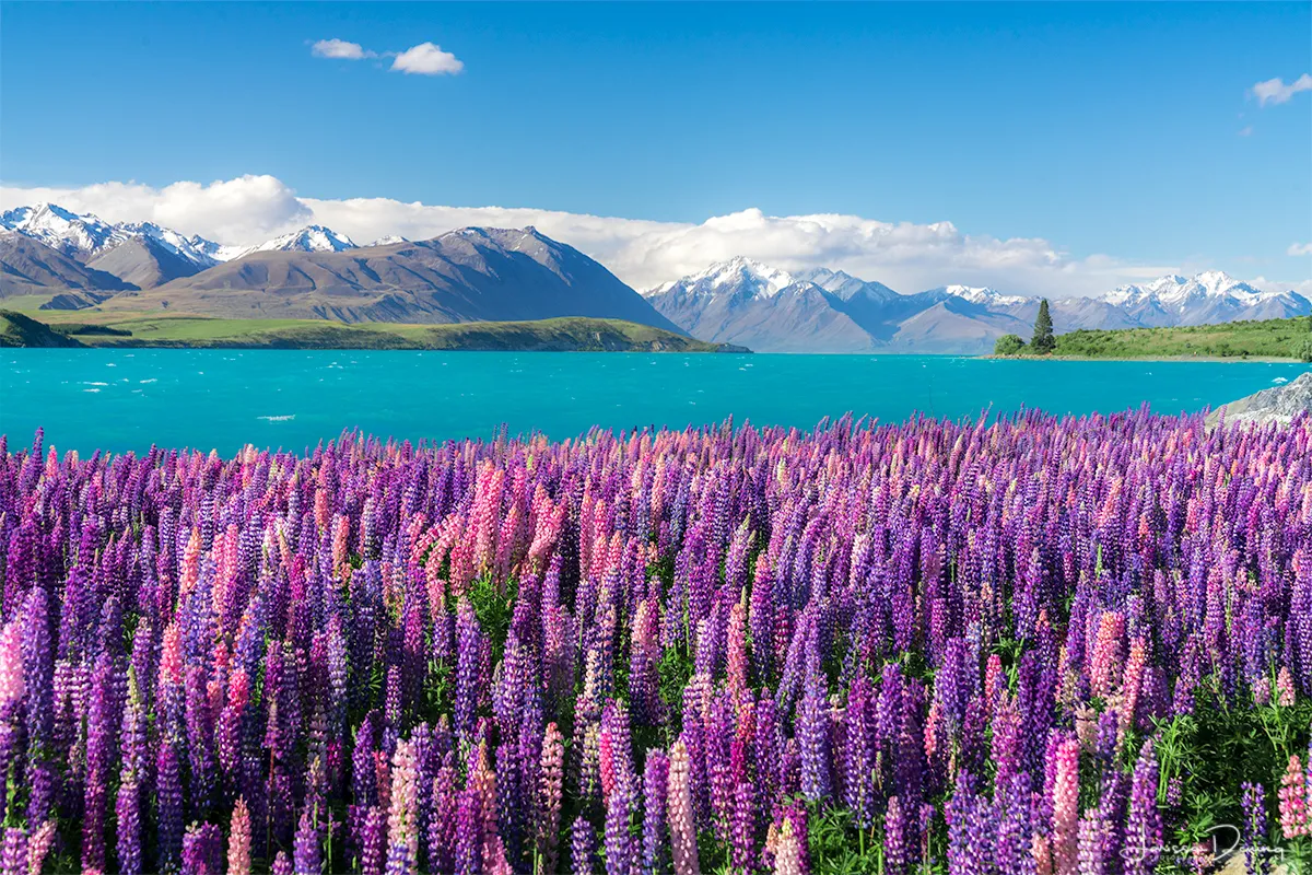 lupin flower 1