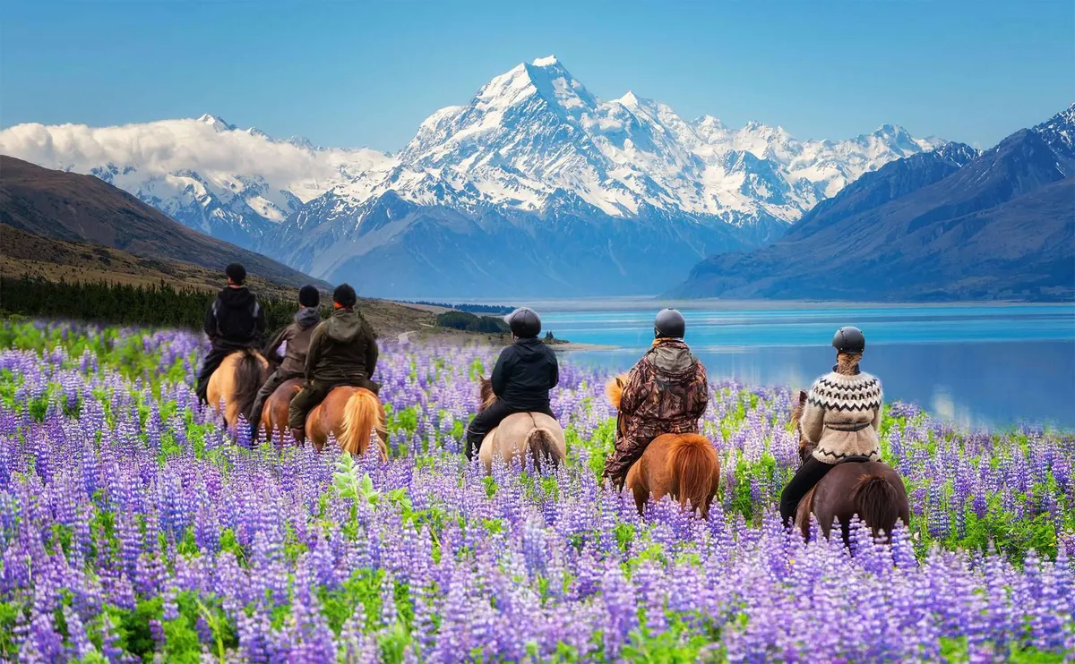 lupine flower at lake tekapo