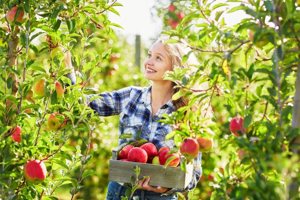 yara fruit picking