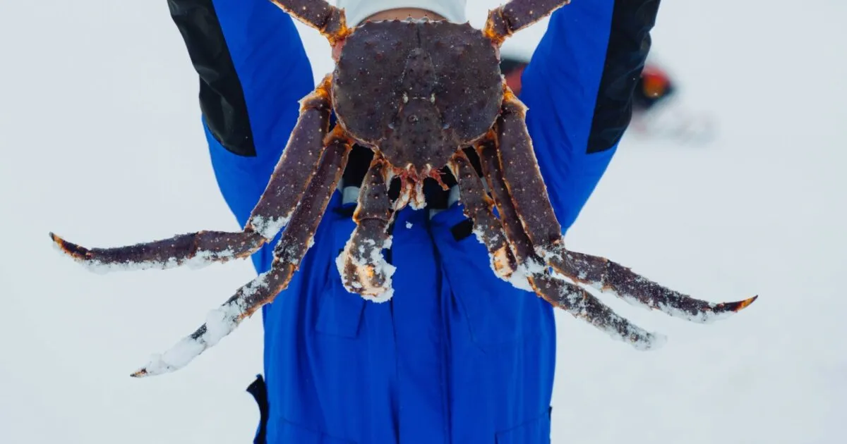 (King Crab Safaris)