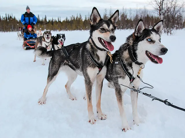 (Husky farm)