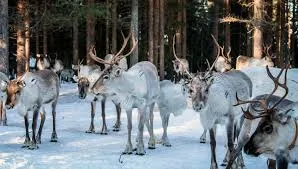 កសិដ្ឋានរឿនឌៀ (Reindeer Farm)