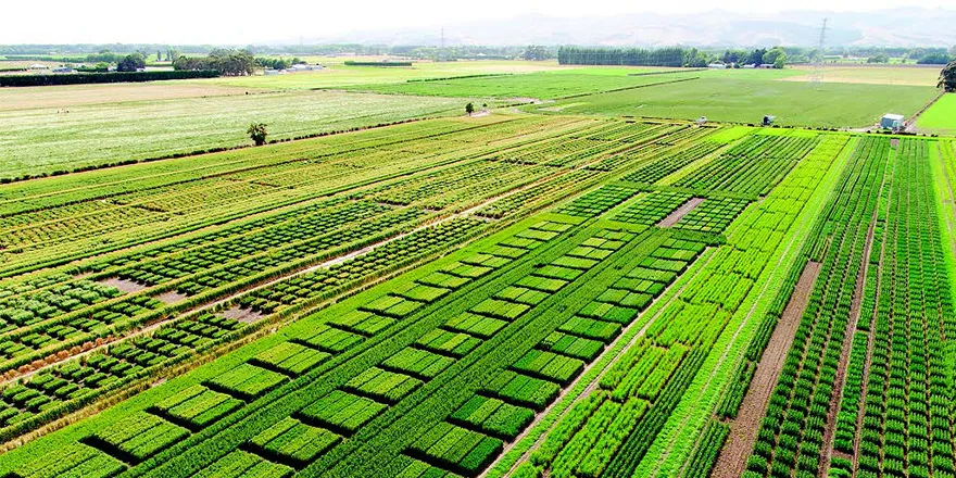 កសិដ្ធានងអាក្រូដ្រូម (Agricultural acrodrome)