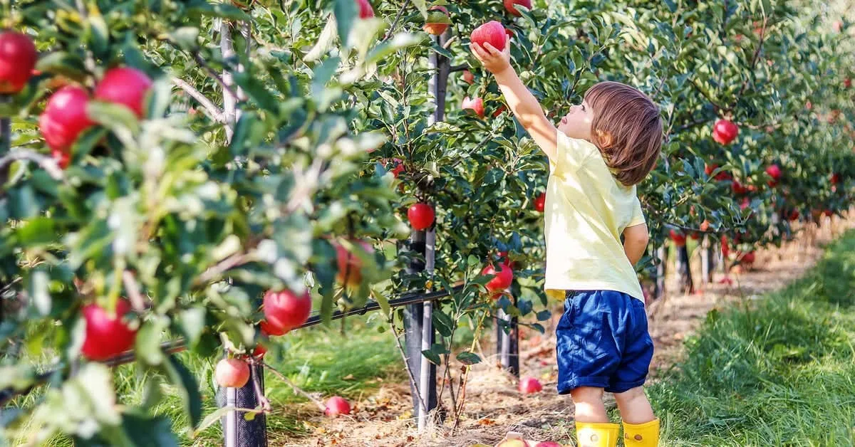 yara Fruit picking MEL