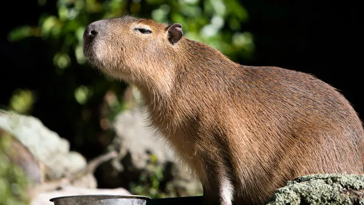 index-omage-capybara-encounter-710-3