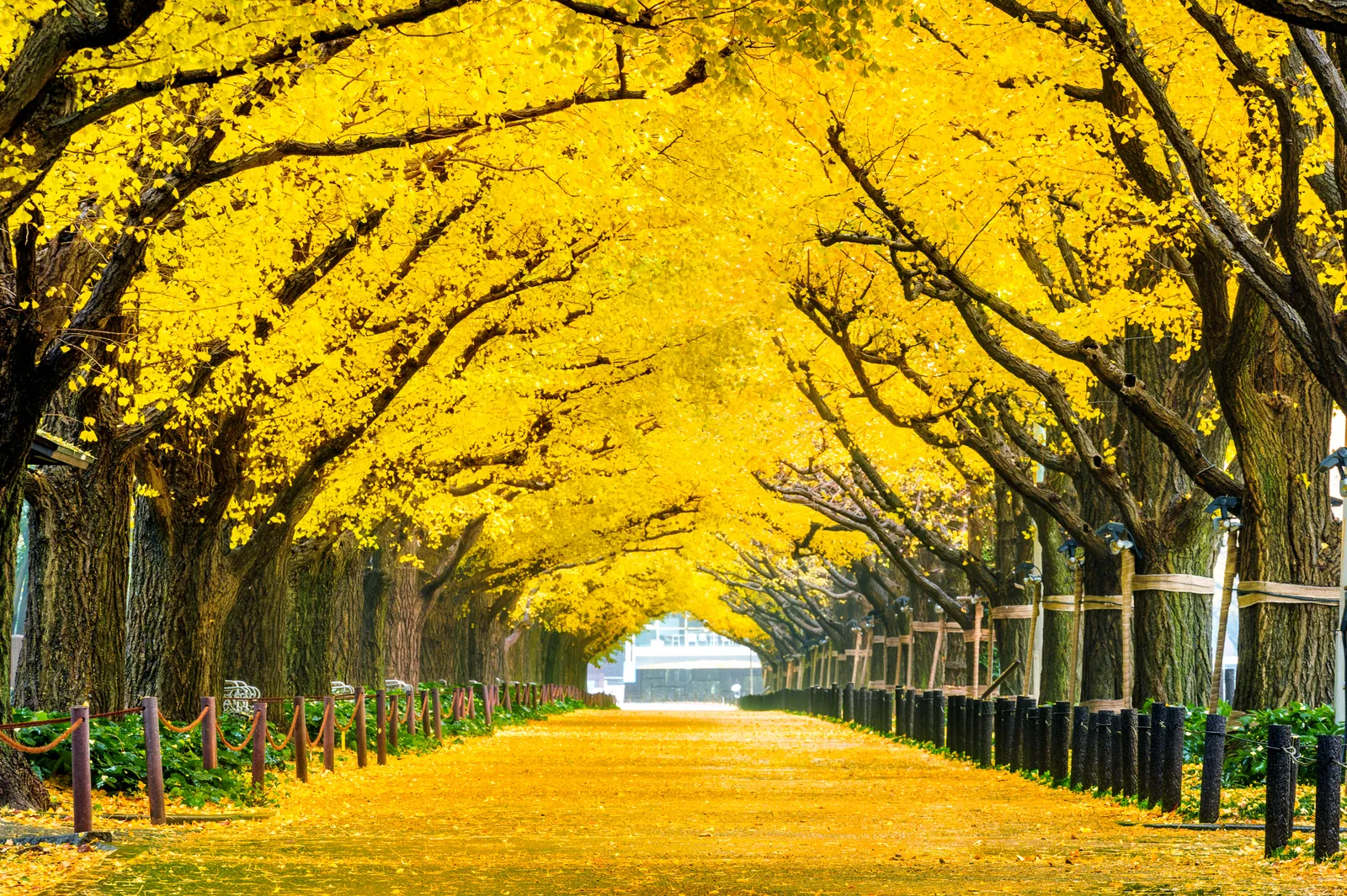 row-yellow-ginkgo-tree-autumn-autumn-park-tokyo-japan