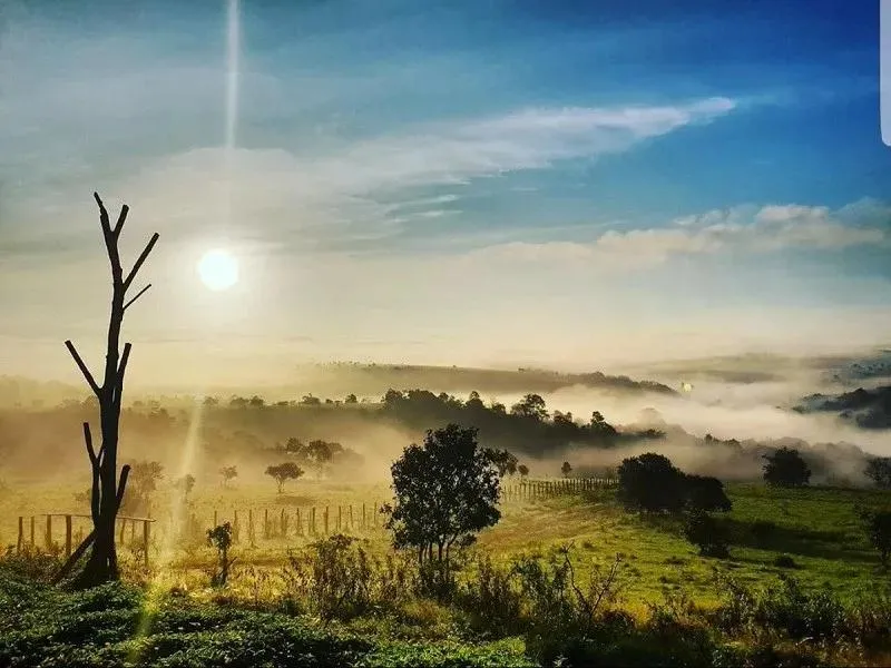 សមុទ្រឈើ (Sea of Trees)