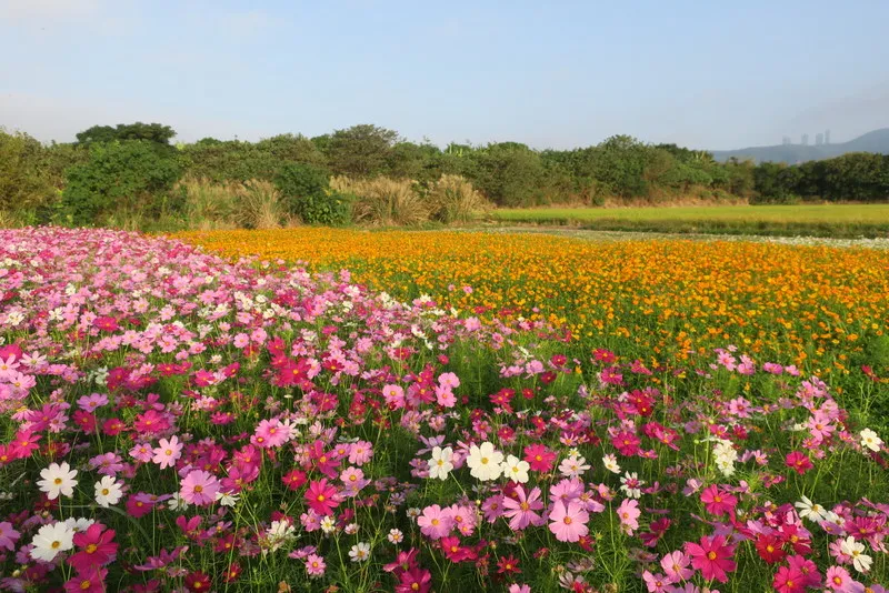 សួនសមុទ្រផ្កាសឺលីន (Sea of Flowers)