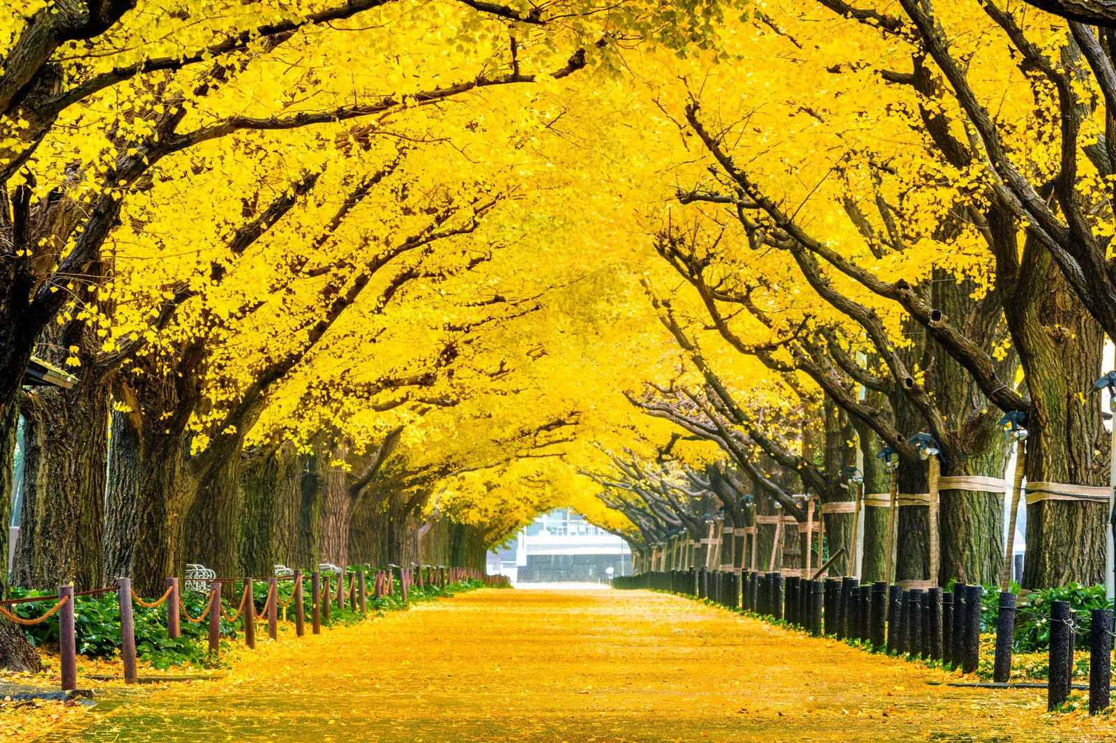 row-yellow-ginkgo-tree-autumn-autumn-park-tokyo-japan