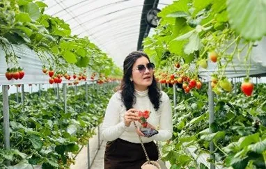 strawberry farm