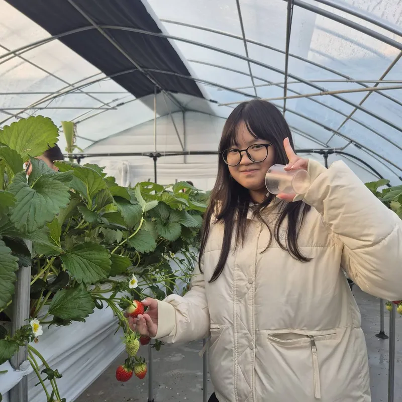 strawberry farm.jpg1