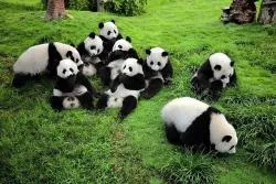 panda