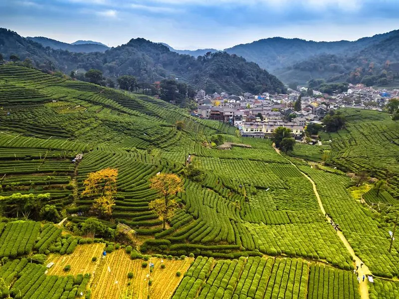 Meijiawu tea farm.jpg